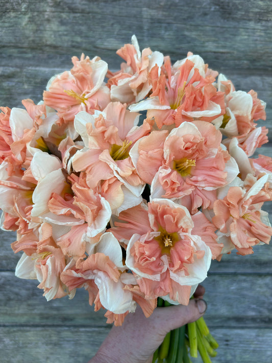 Daffodil - Apricot Whirl