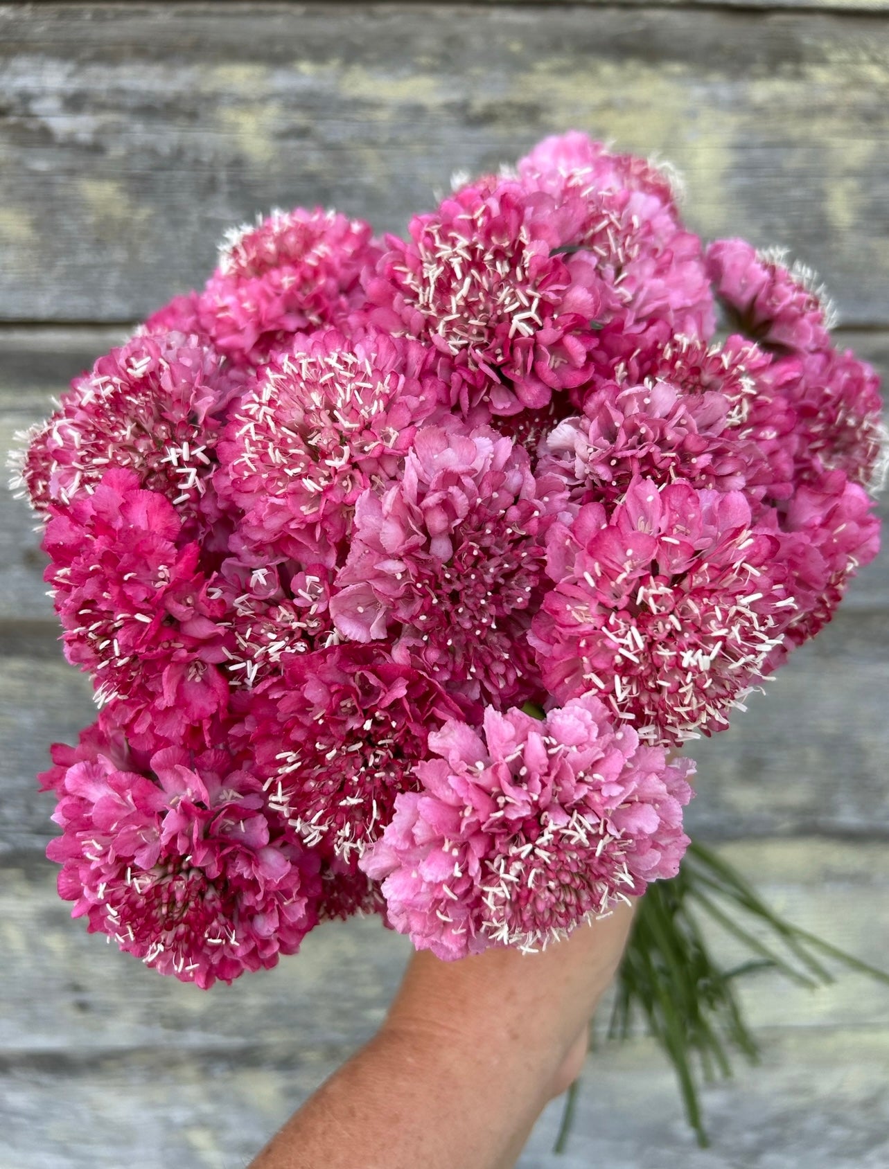 Scabiosa - Salmon Rose
