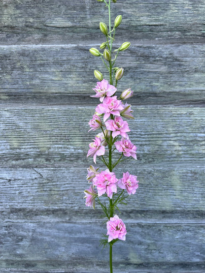Larkspur - QIS Light Pink