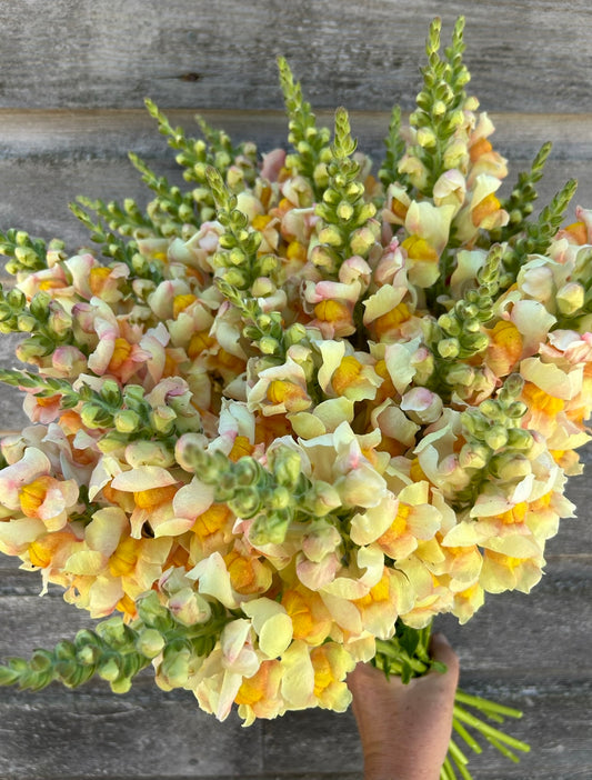 Snapdragon - Avignon Apricot