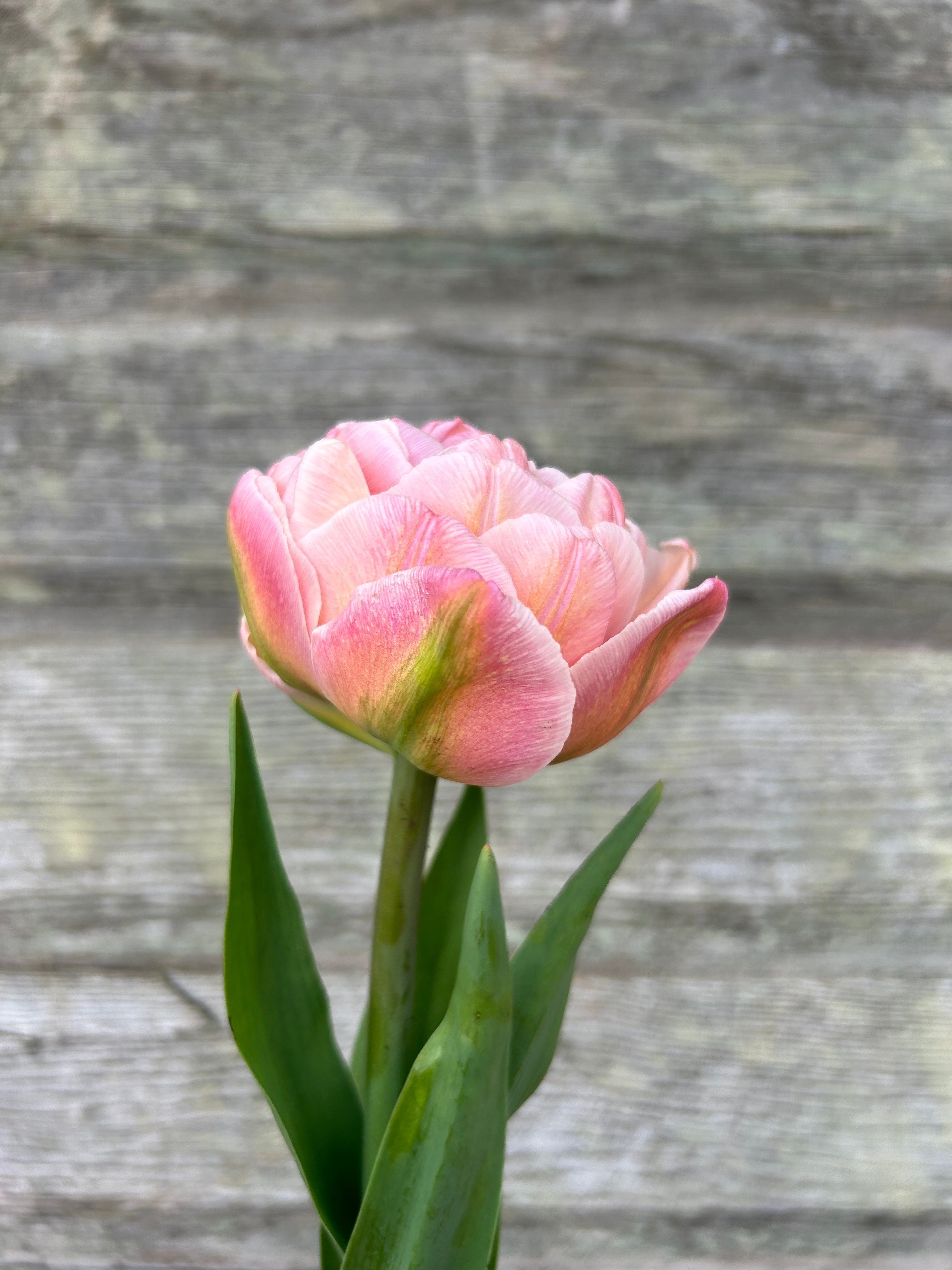 Tulip - Pink Mist – The Farmhouse Flower Farm