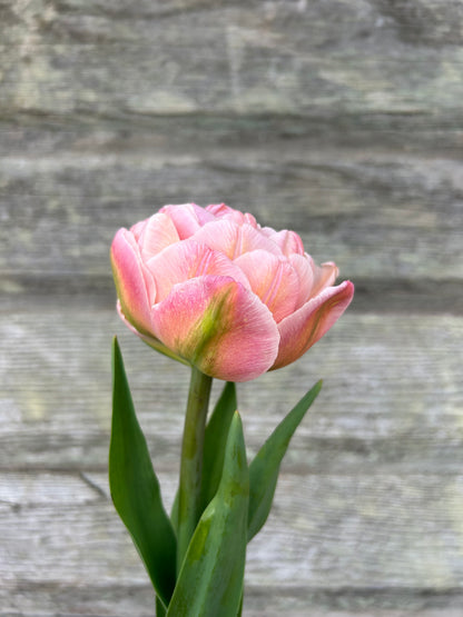 Tulip - Pink Mist