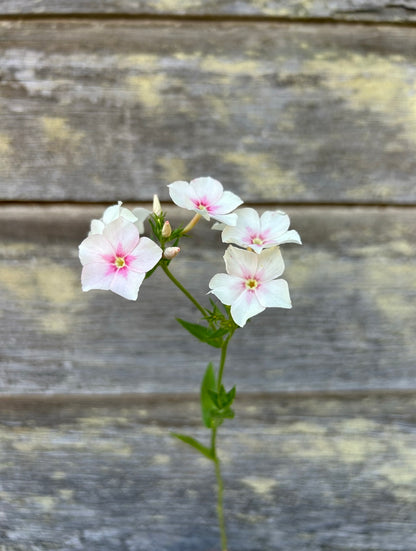 Phlox - Blushing Bride