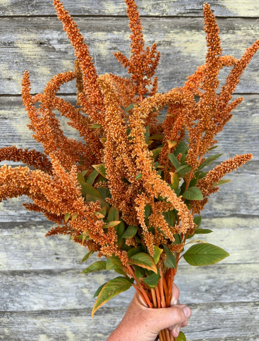 Amaranth - Hot Biscuits