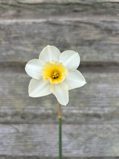 Daffodil - Prosecco