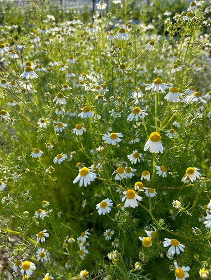 Chamomile