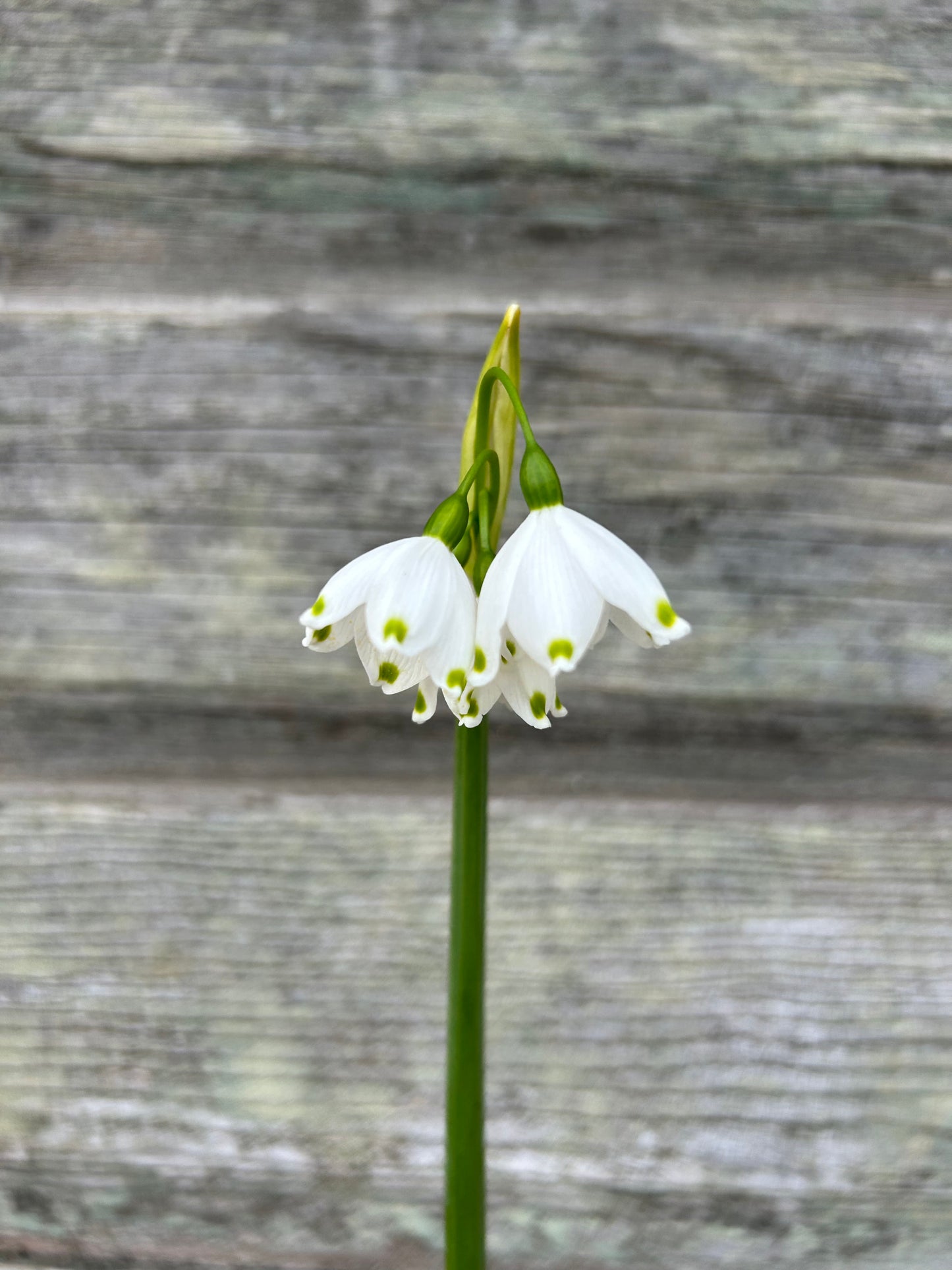 Leucojum - Giant Snowflake