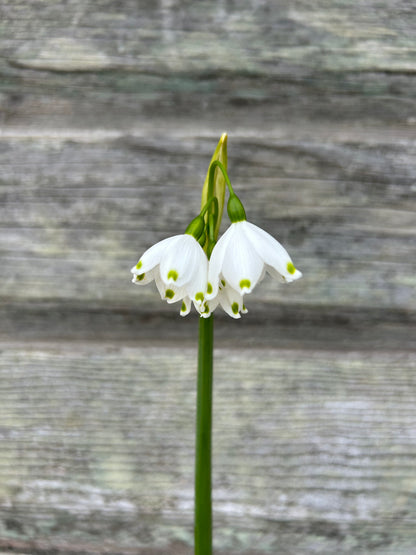 Leucojum - Giant Snowflake