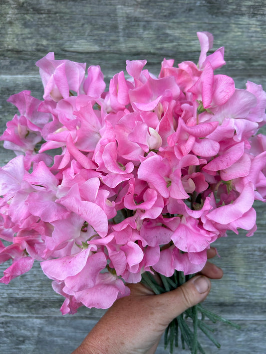 Sweet Pea - Winter Sunshine Light Pink