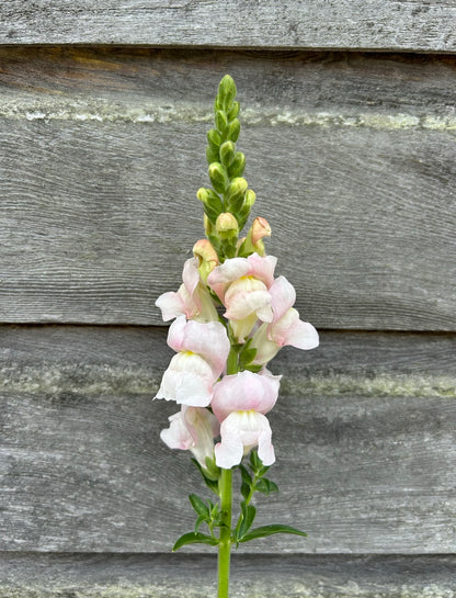Snapdragon - Avignon Silver