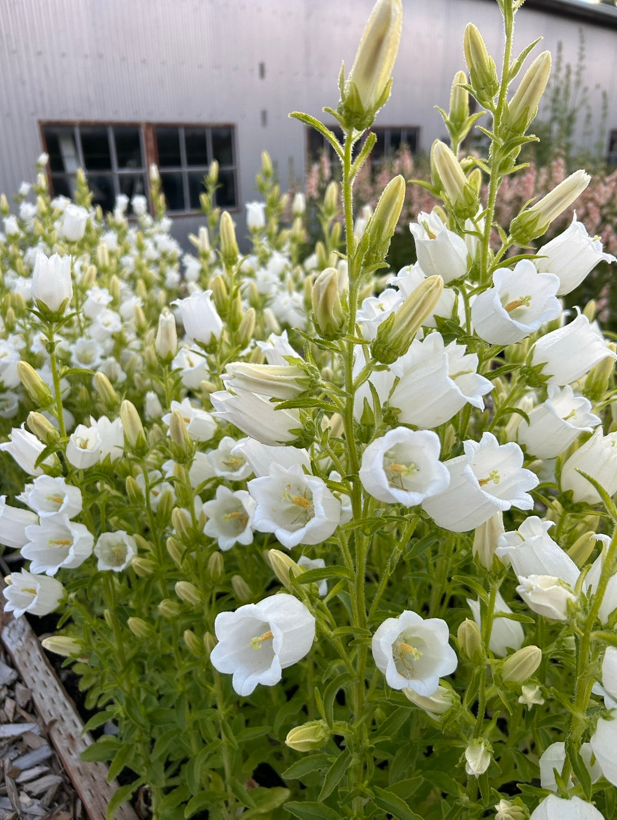 Campanula - Champion II White