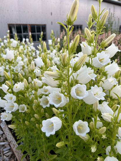Campanula - Champion II White