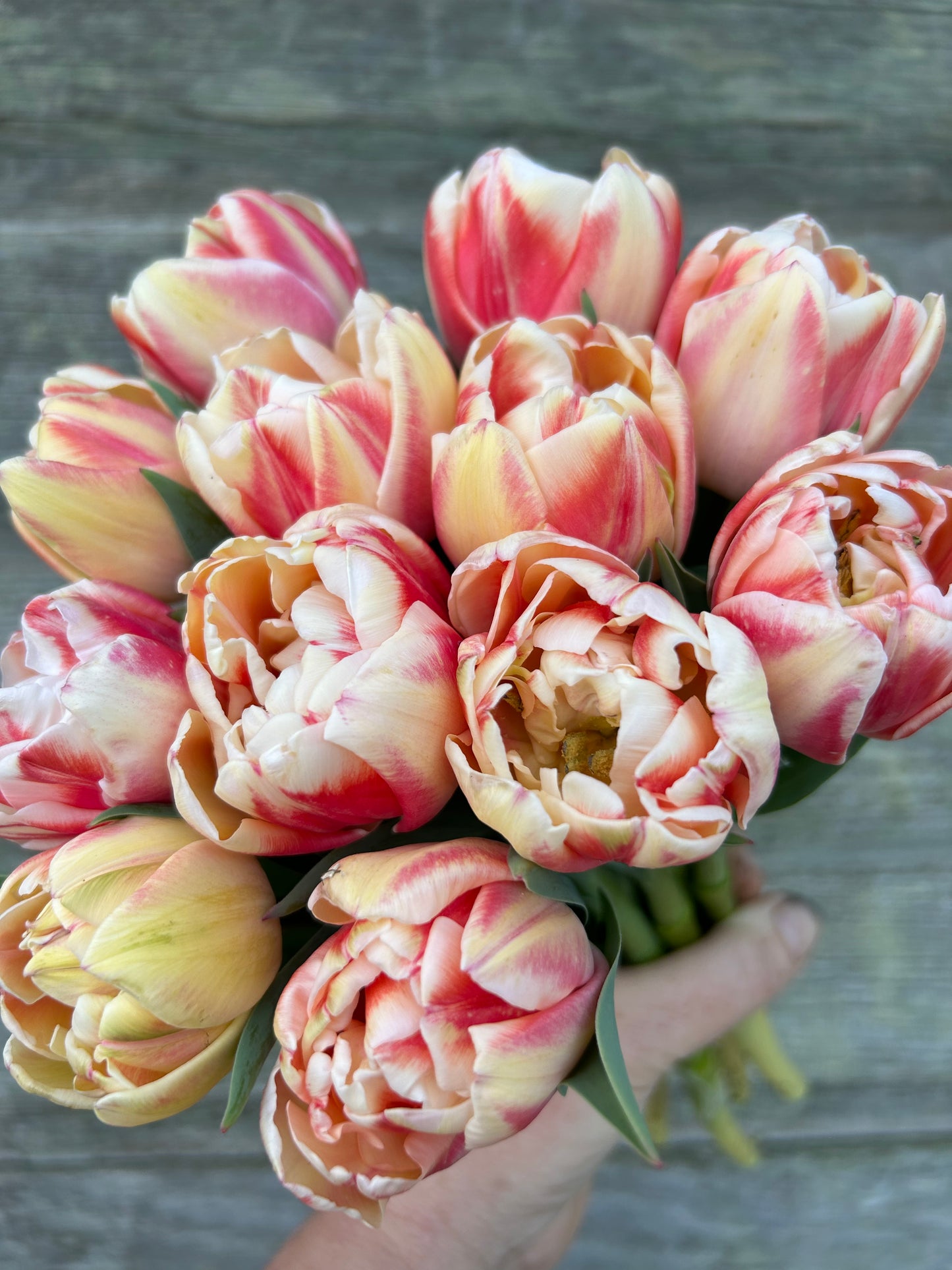 Tulip - Bed of Roses