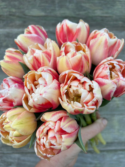 Tulip - Bed of Roses