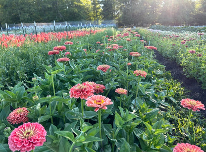 Zinnia - Benary's Giant Salmon Rose