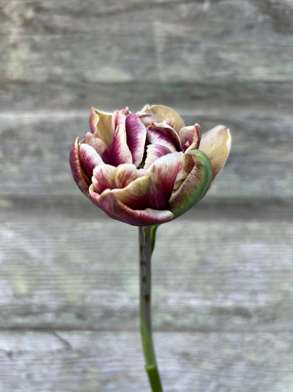 Tulip - Wyndham