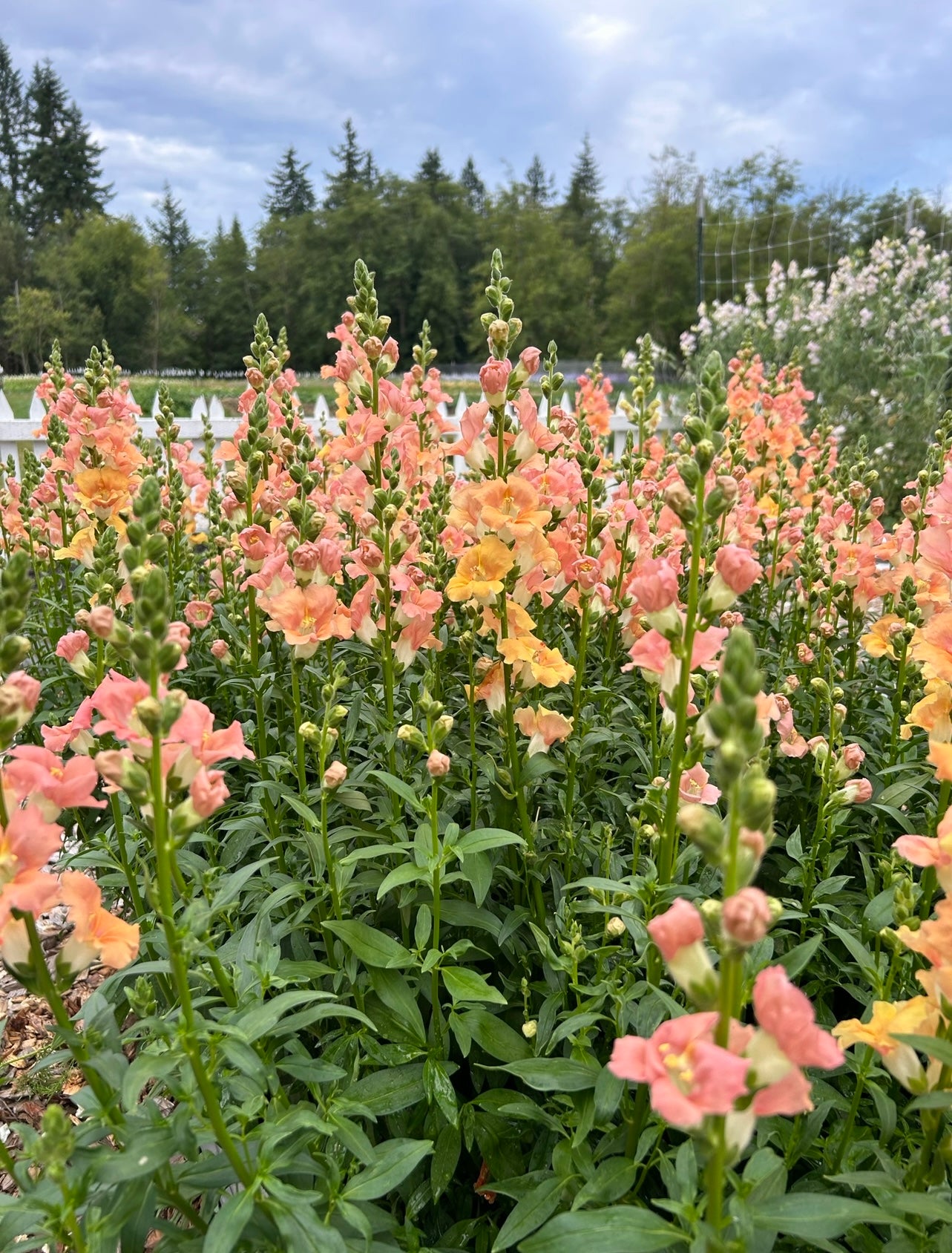 Snapdragon - Chantilly Light Salmon