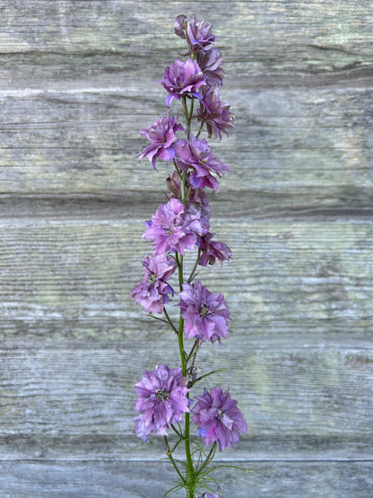 Larkspur - Earl Grey
