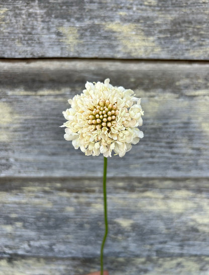 Scabiosa - Fata Morgana