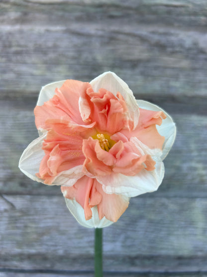 Daffodil - Apricot Whirl