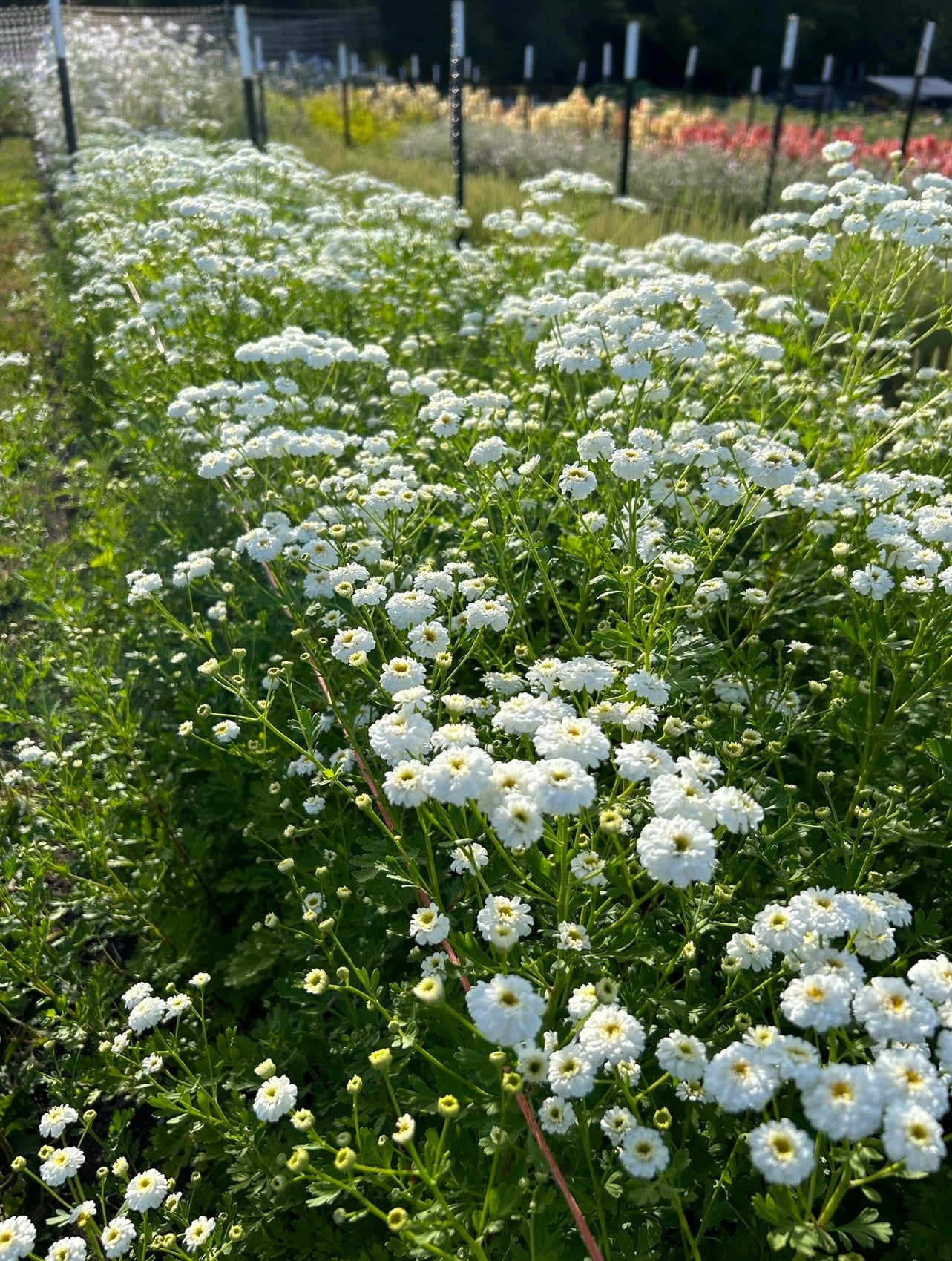 Feverfew - Tetra White – The Farmhouse Flower Farm