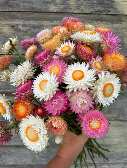 Strawflower - Farmhouse Mix