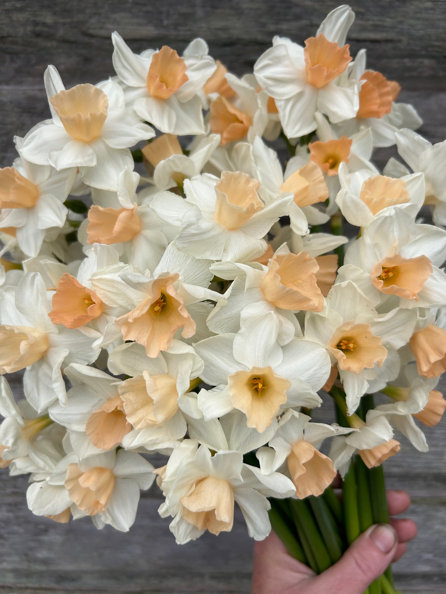 Daffodil - Kapiti Peach