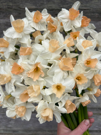 Daffodil - Kapiti Peach