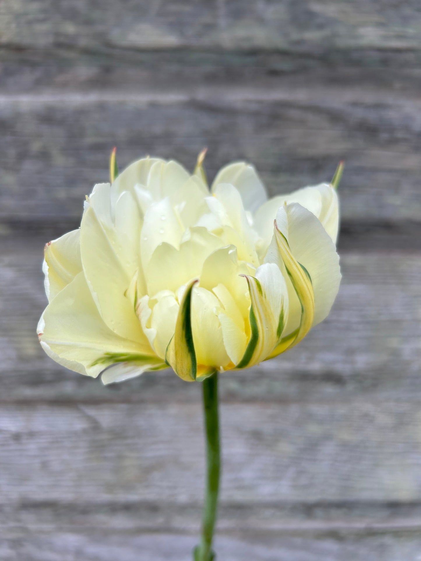 Tulip - Exotic Emperor