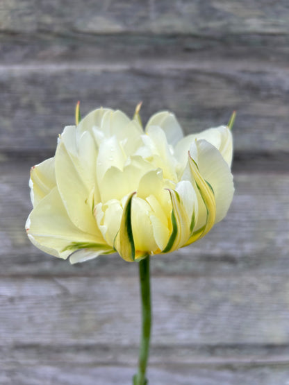 Tulip - Exotic Emperor