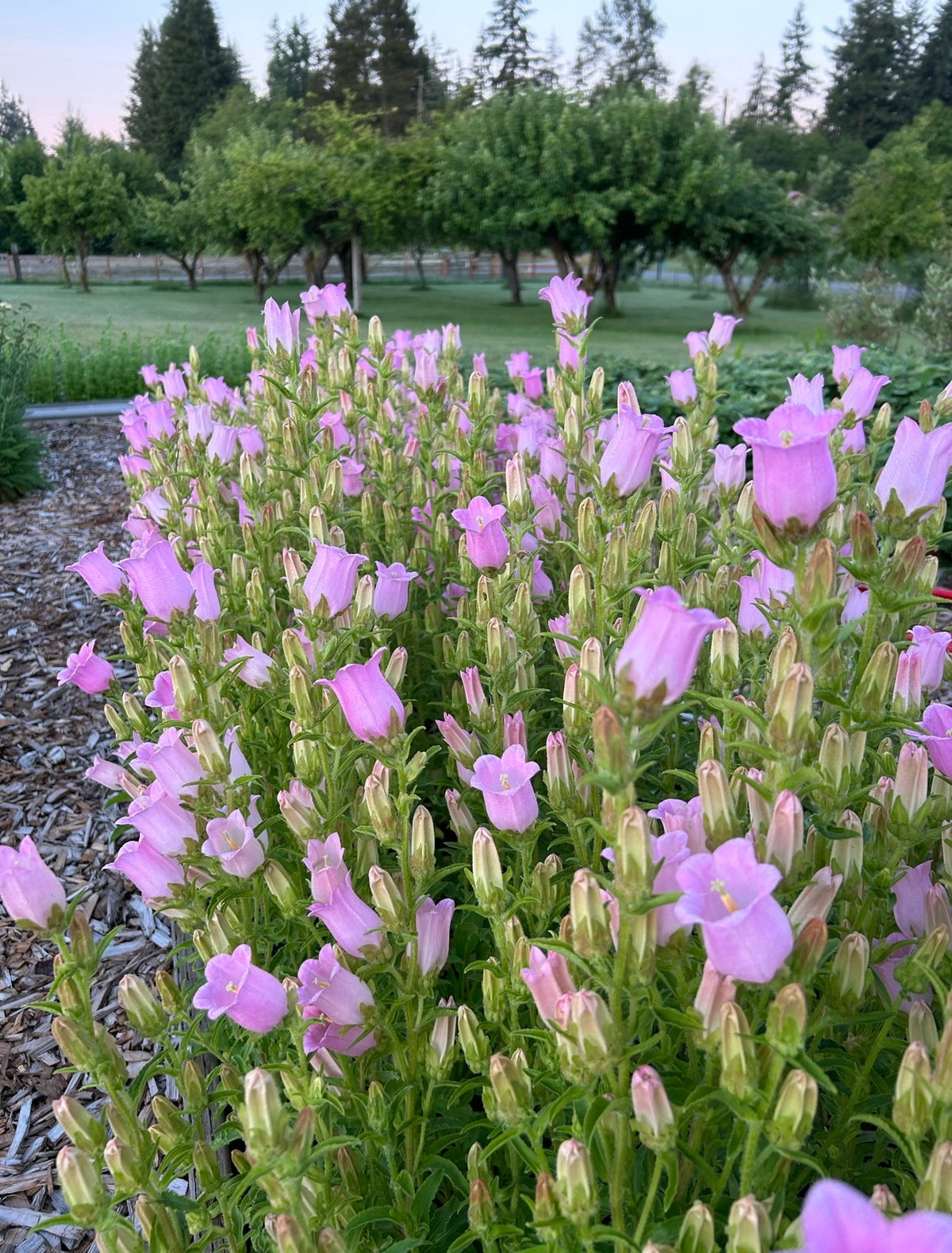 Campanula - Champion II Pink