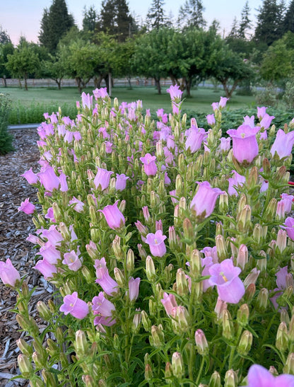Campanula - Champion II Pink