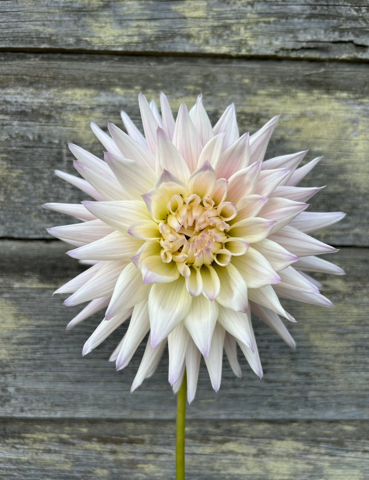 Sandia Stargazer