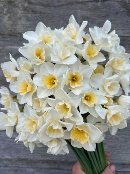 Daffodil - Prosecco