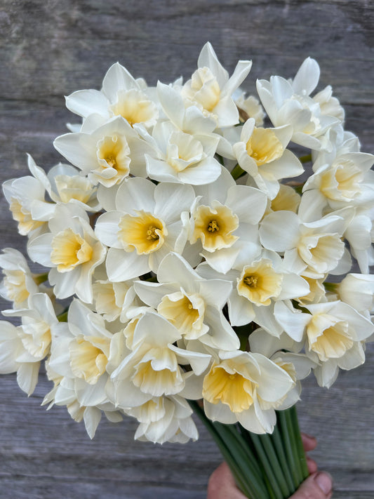Daffodil - Prosecco