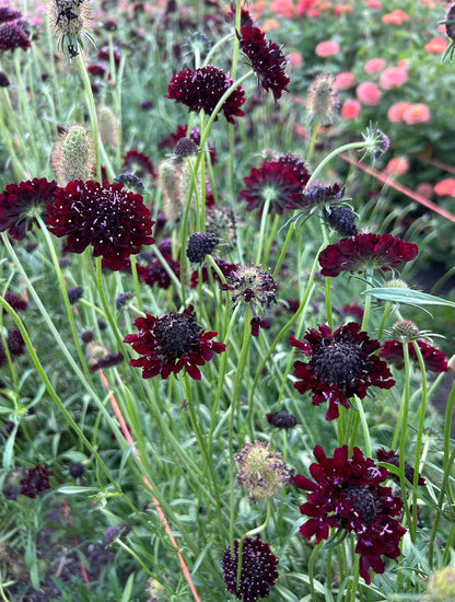 Scabiosa - Black Knight