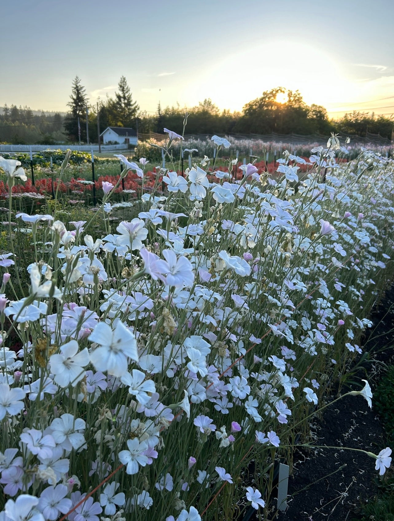 Agrostemma - Dawn Creek Blush – The Farmhouse Flower Farm
