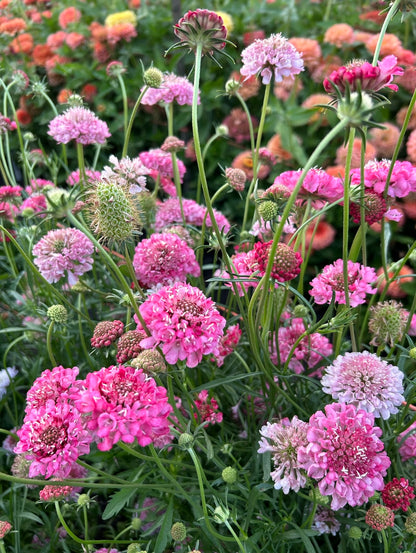 Scabiosa - Salmon Rose