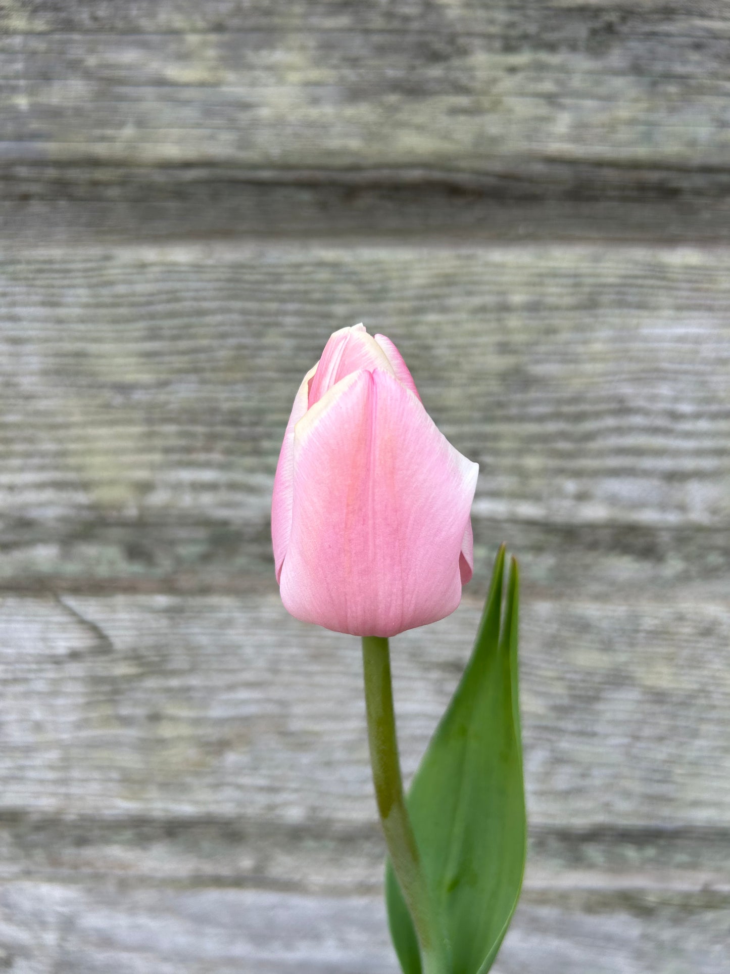 Tulip - Mango Charm