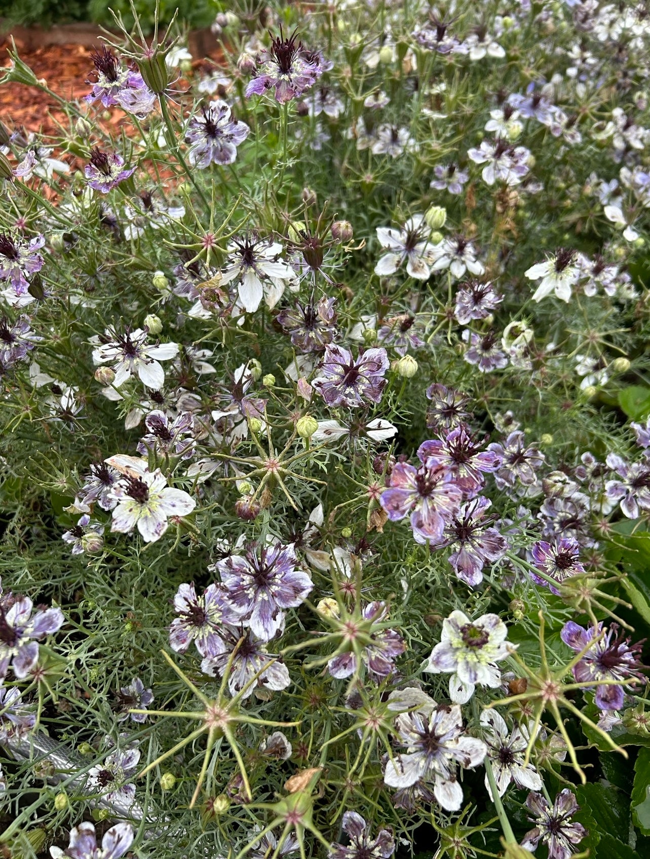 Nigella - Delft Blue