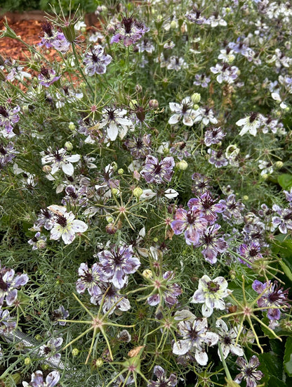 Nigella - Delft Blue