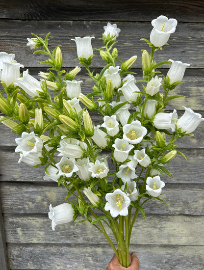 Campanula - Champion II White