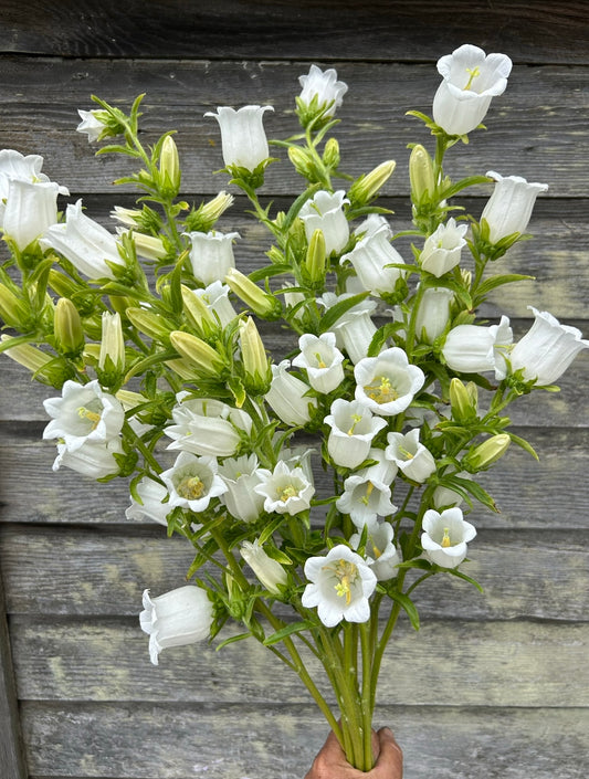 Campanula - Champion II White