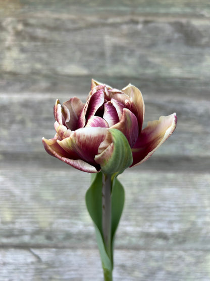 Tulip - Wyndham