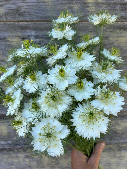 Nigella - Albion Green Pod