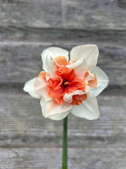 Daffodil - Candy Princess