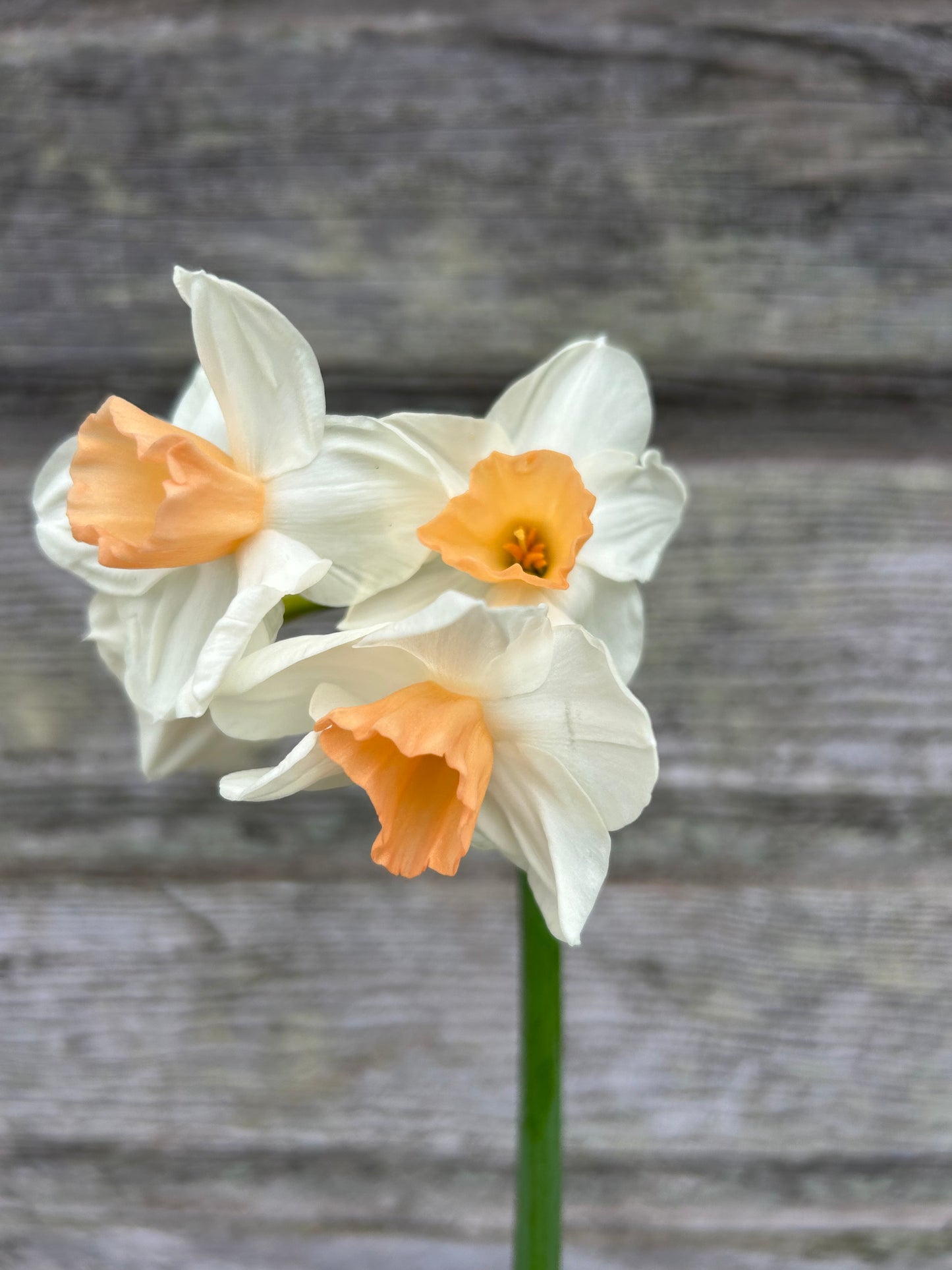 Daffodil - Kapiti Peach