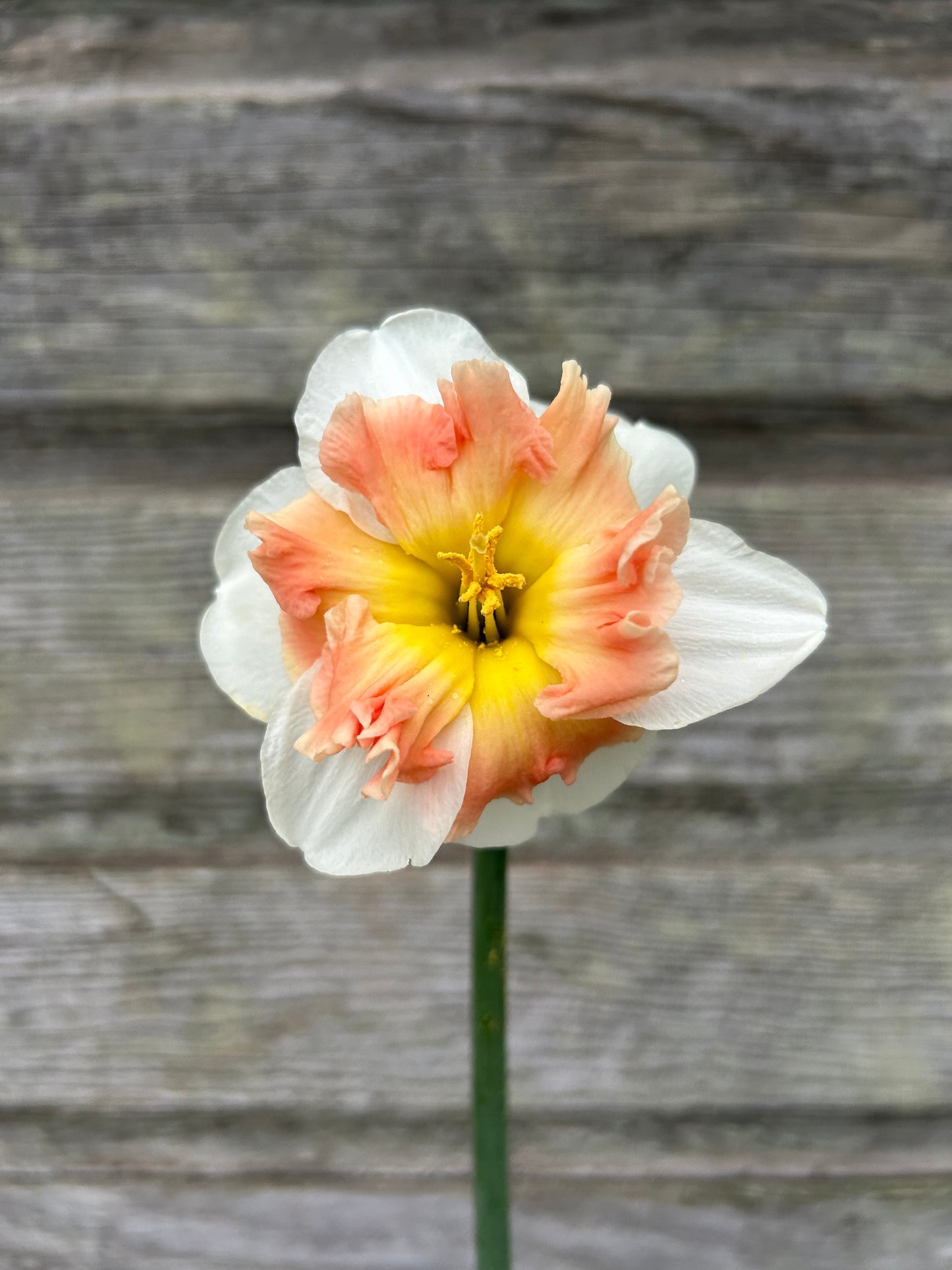 Daffodil - Mallee