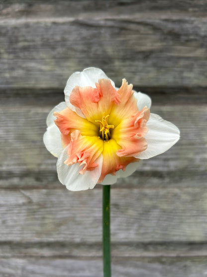 Daffodil - Mallee