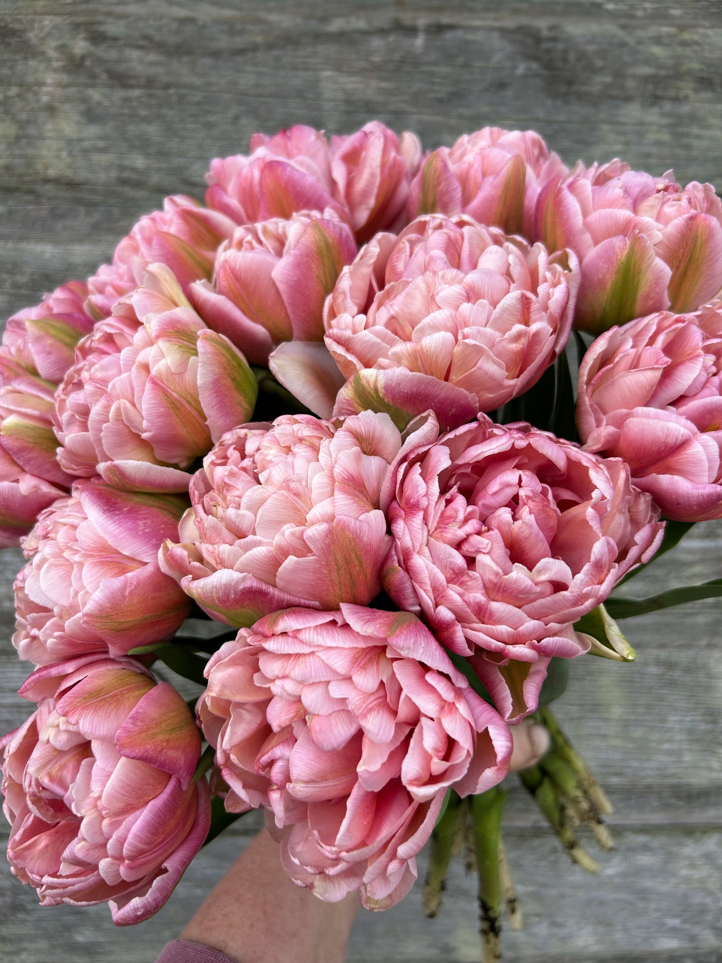 Tulip - Pink Mist